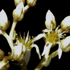 Dudleya edulis