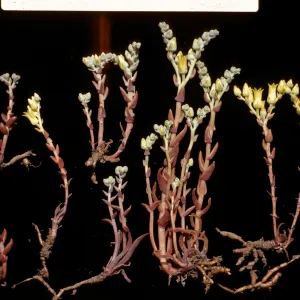 Dudleya parva 