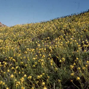 Coreopsis maritima