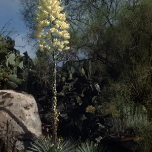 Yucca whipplei 