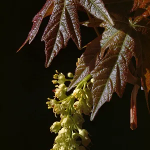Acer macrophyllum