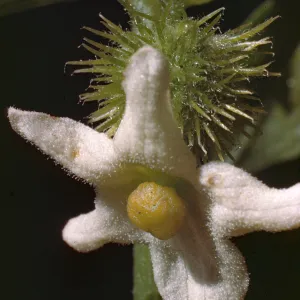 Marah macrocarpus, Echinocyrtis, female flower