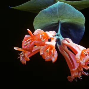 Lonicera ciliosa