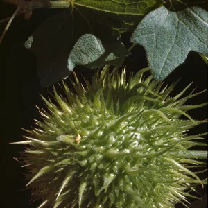 Marah macrocarpus,echinocystis