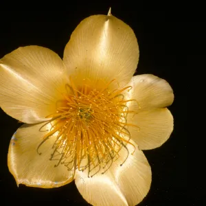 Mentzelia lindleyi