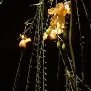 Parkinsonia aculeata