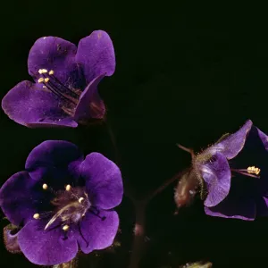 Phacelia parryi