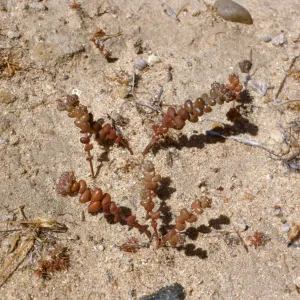 Dudleya blochmaniae (liveforevers)