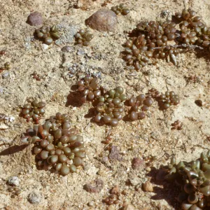 Dudleya blochmaniae