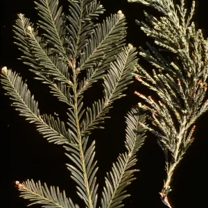 Foliage of Sequoias (Redwood) , Taxodiaceae 