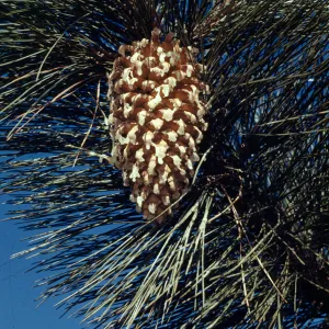 Pinus coulteri