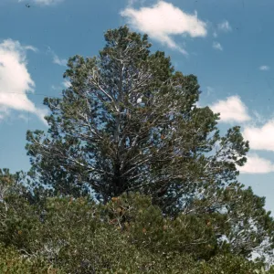 Pinus quadrifolia