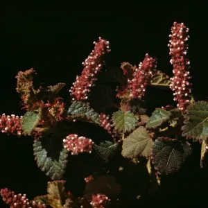 Acalypha californica