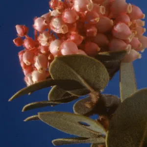 Arctostaphylos pringlei var. drupacea