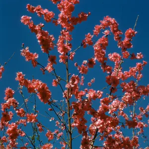 Prunus persica, flowering peach tree
