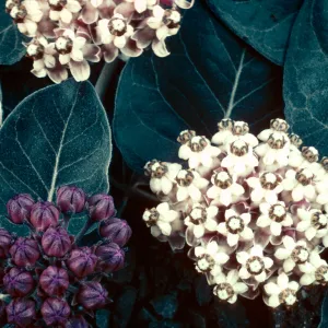 Asclepias solanoana