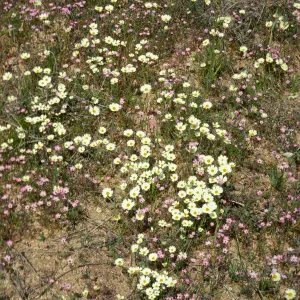 White Tidy tips and Gilia