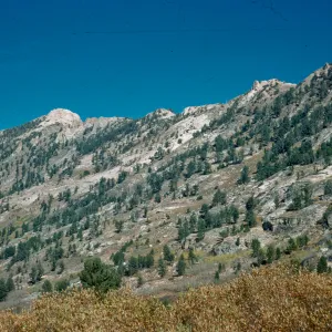 Pinus flexilis, Lamoille Canyon, Nevada