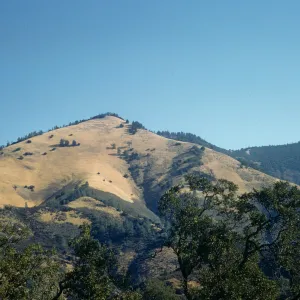 Chaparral, Grassland