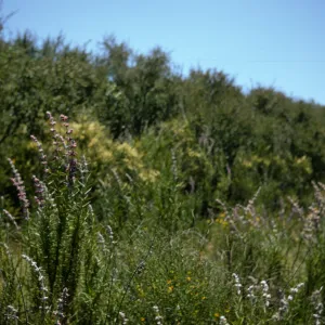 Santa Monica Mountains chaparral