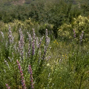 Santa Monica Mountains chaparral