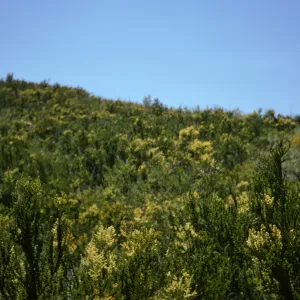Santa Monica Mountains chaparral