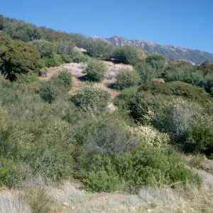 Sespe Gorge chaparral