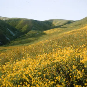 Wildflowers