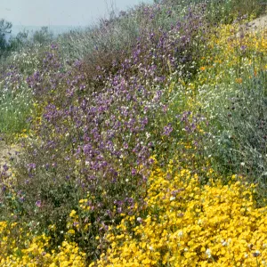 Wildflowers