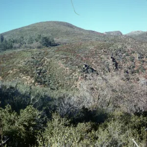 Chaparral