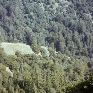 Sequoia sempervirens (coast redwood) forest