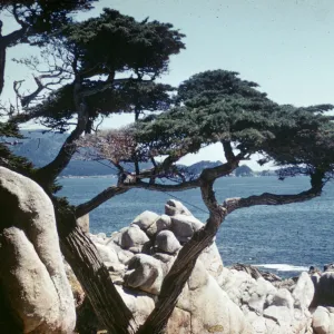 Monterey cypress