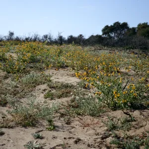 Amsinckia and Cryptantha blooming on sand flats