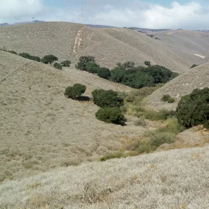 coastal sage, Jalama