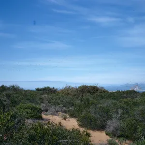 coastal sage scrub, Morro Bay