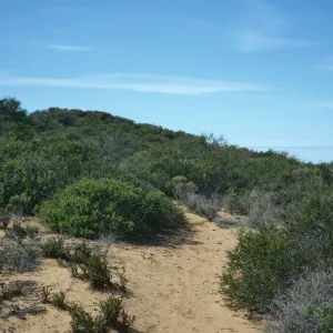 coastal sage scrub, Morro Bay