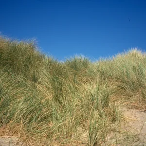 coastal sand dunes, Point Reyes