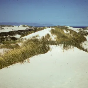 coastal strand, sand dunes, Oso Flaco Park
