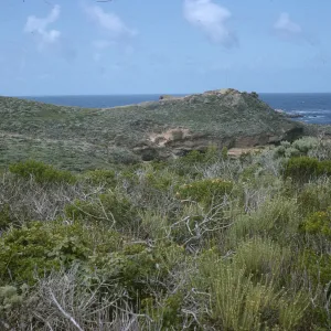 Point Lobos, Monterey
