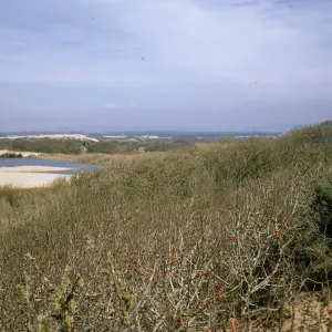 Populus trichocarpa, Oso Flaco Lake