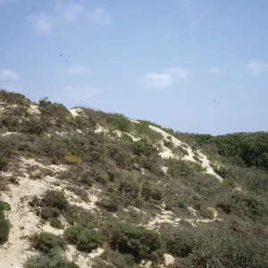 dunes at Oso Flaco