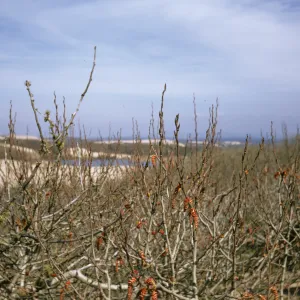 Populus Trichocarpa, Oso Flaco Lake