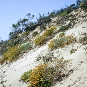 san dune, Oso Flaco