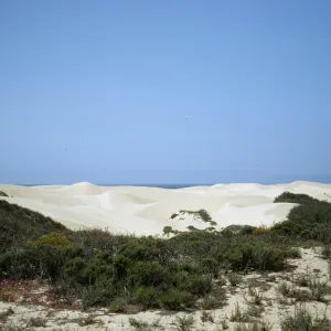 coastal dunes, Oso Flaco
