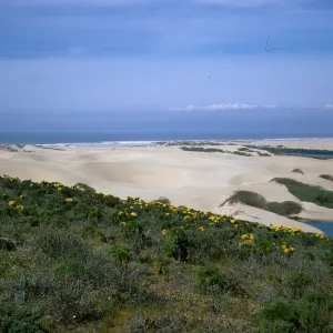 Oso Flaco dunes at the Pacific Ocean
