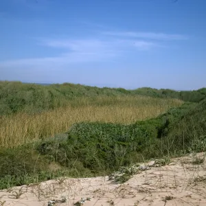 dunes at Oso Flaco Lake