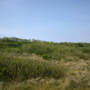 vegetation covered dunes, Oso Flaco