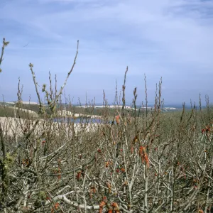 Populus trichocarpa, Oso Flaco Lake