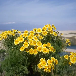 Coreopsis gigantea, Oso Flaco Lake