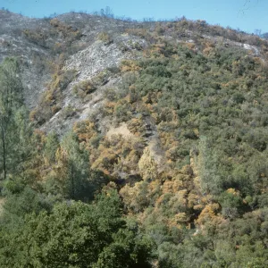 fire scar on Figueroa Mountain